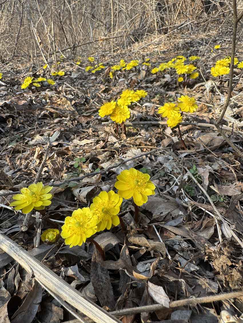 冰凌花向阳怒放