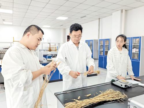 近日，中捷产业园区农科所农技专家张卫军（中）和同事忙着对培育的小麦进行室内考种。 本报记者 郝东伟摄