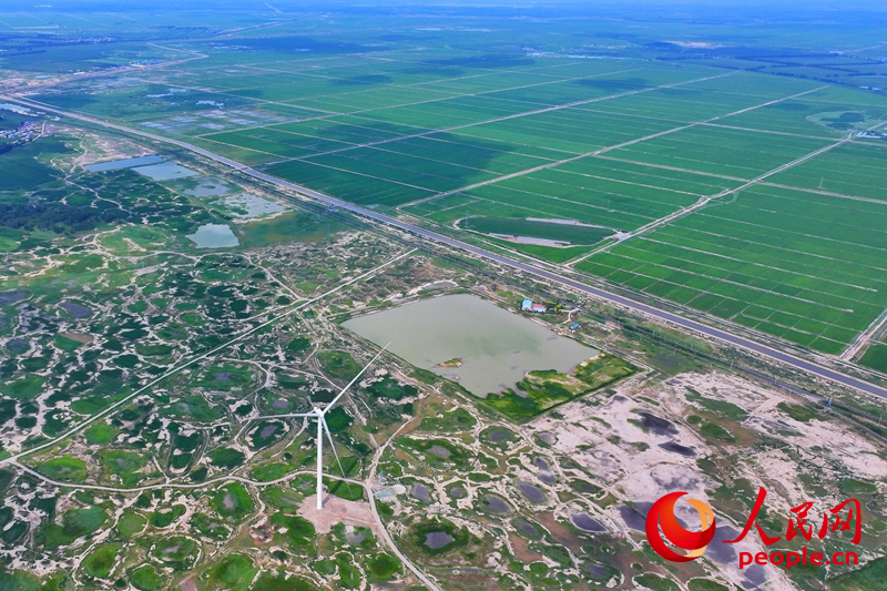 在大安市乐胜乡，治理后绿油油的稻田与未经改良耕种的盐碱地形成鲜明对比。人民网记者 李洋摄