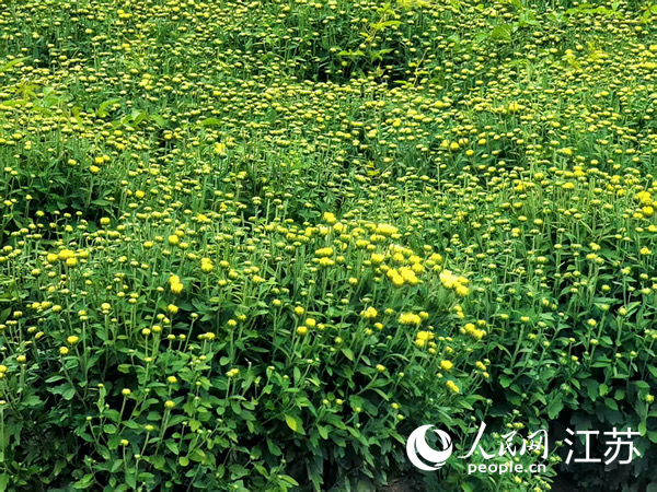 洋马镇田间菊花正含苞待放 人民网 崔小倩摄