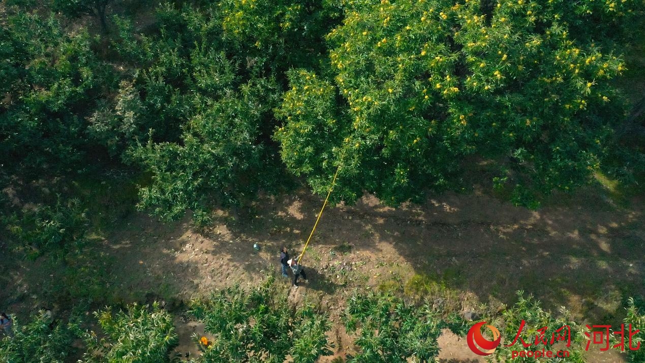 宽城满族自治县村民在山间采摘板栗。人民网记者 赵明妍摄